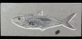 Cretaceous Fossil Fish (Halec Microlepis) - Lebanon #48516-1